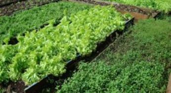 Curso sobre Cultivo Agroecológico de Hortaliças forma multiplicadores em Altamira – PA