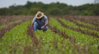 Plantio de soja no Brasil atinge 17,3% da área e está adiantado, diz Safras