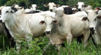 Machos representam 71,24% dos bovinos abatidos em Mato Grosso; maior desde 2010
