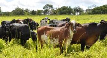 Dia de Campo apresenta diversas opções de pastagens para bovinos em Fagundes Varela
