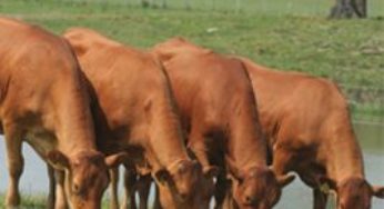 Phibro Saúde Animal apoia palestras e reforça portfólio de pecuária de corte/leite no Encontro dos Encontros