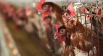 Frango vivo: sete semanas sem alteração de preço