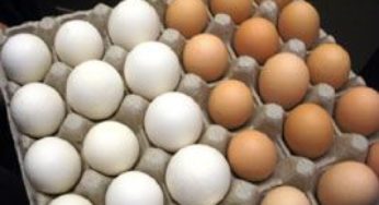Mercado de ovos sofre primeira queda de preços em outubro