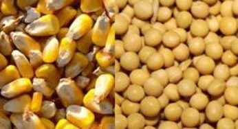 Céleres reitera estimativas de safras recordes de soja e milho do Brasil em 16/17
