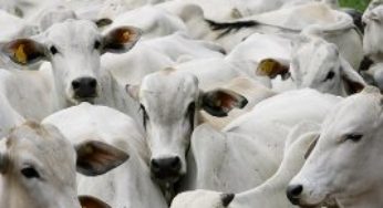 Workshop discute novidades e desafios no combate ao carrapato bovino