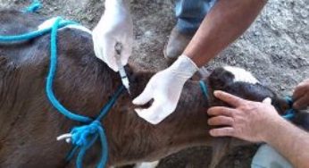Criadores de Perdizes descobrem a importância da Cria e Recria de Bezerras