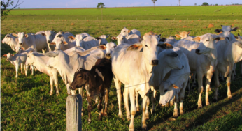 Mercado de reposição em ritmo lento em Mato Grosso
