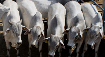 Lento escoamento de carne bovina no atacado dificulta valorizações da arroba do boi gordo