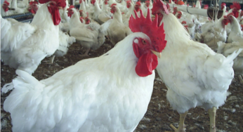 Preço do frango estável desde setembro nas granjas paulistas