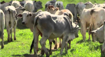 Preço da arroba do boi gordo caiu 1,4% em um mês em Campo Grande