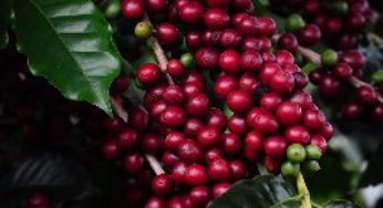 Emater-MG divulga lista dos classificados na primeira etapa do Concurso de Qualidade dos Cafés de MG