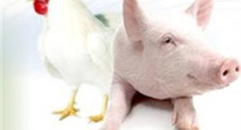 AveSui 2017: Painel coordenado pela SAFRAS & Mercado debate formação de preço no mercado de carnes Visitas: 105