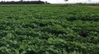 Escassez de chuva na região norte atrasa o plantio da soja em MS