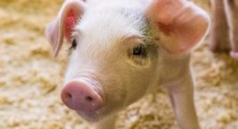 Suínos/Cepea: Competitividade da carne suína aumenta com altas do boi e do frango