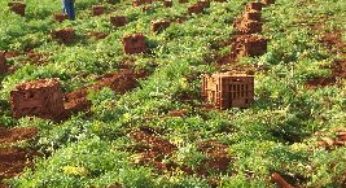 Produção agrícola sustentável auxilia na promoção da segurança alimentar