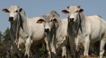 Preço do boi gordo sobe 4,7% em MS