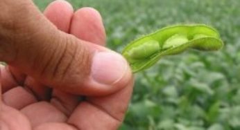 Adiada votação de relatório de projeto sobre proteção de cultivares