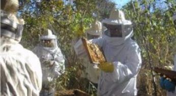 Seminário irá discutir as potencialidades da apicultura no Norte de Minas Gerais