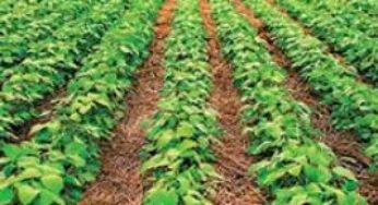 Plantio de soja dispara em Mato Grosso com ajuda de chuvas