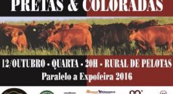 Leilão Angus Pretas e Coloradas oferta ventres certificados
