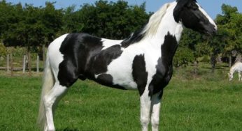 Eventos equestres: CRMV-RS se posiciona a favor de regulamentação