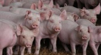 Mato Grosso envia 700 suínos reprodutores para Argentina e intensifica exportações
