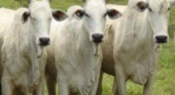 Veterinário emite diagnóstico de novilhas do Leilão Estrelas do Norte