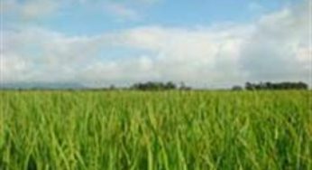 Clima causa preocupação para produtores de arroz do Sul