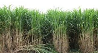 Dia de campo orienta produtores sobre a utilização de nova cultivar na produção de silagem