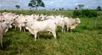 Aditivo pode substituir antibióticos na dieta de bovinos
