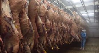 Angus promove maior concurso de carcaça do país