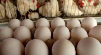Frango, ovo, milho e inflação em setembro de 2016