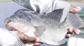 Ração ainda é o principal custo de produção da aquicultura