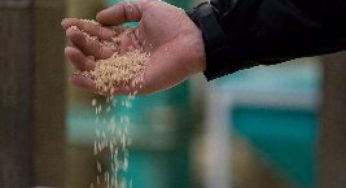 Brazilian Rice trará ao Brasil seis importadores de arroz para Projeto Comprador