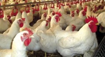 Inovação marca o lançamento da vacina Cevac IBras para os líderes da avicultura brasileira