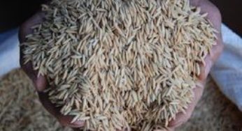 Arroz/Cepea: Com demanda enfraquecida, indicador segue estável