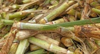 Produtores e usina inovam na pesagem e análise da cana no Brasil
