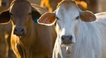 Machos equivalem a 71% dos bovinos enviados em Mato Grosso para às linhas de abate em outubro