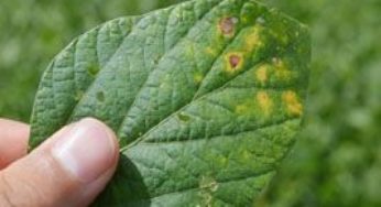 Paraguai lança soja resistente à ferrugem