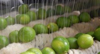 Embarques de limão podem crescer 25%