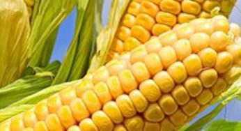 Planejamento da lavoura de milho pode garantir maior produtividade
