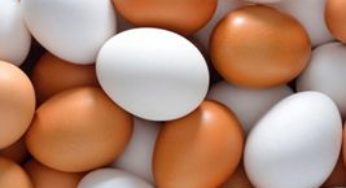 Evolução diária no preço dos ovos é igual a novembro do ano passado