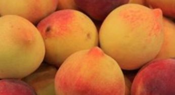 Quinzena do Pêssego têm atrações com novas cultivares da Embrapa, doces e suculentas