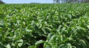 Paraná renova convênio de diversificação das propriedades de tabaco