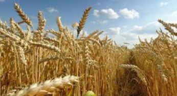 Trigo colhido no RS apresenta boa produtividade