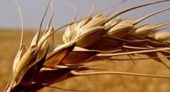 Trigo é o segundo cereal mais produzido no mundo