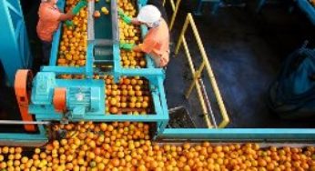 Estoque menor de suco de laranja acelera vendas externas do Brasil