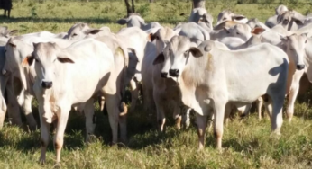 Oferta curta começa a ser sentida por alguns frigoríficos