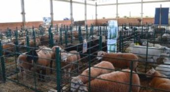 Feira de Ovinos é realizada em Capão Bonito do Sul
