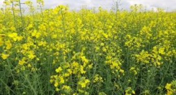 Produção de canola cresce 36% no Brasil